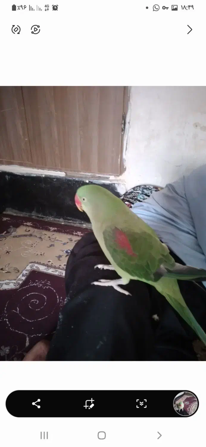 شاه طوطی|پرنده|مسجد سلیمان, |دیوار