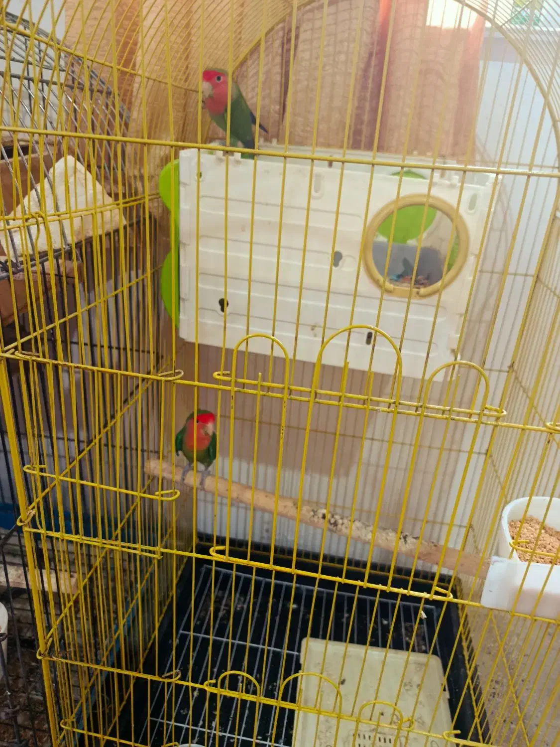 طوطی برزیلی عروس|پرنده|کلاردشت, |دیوار