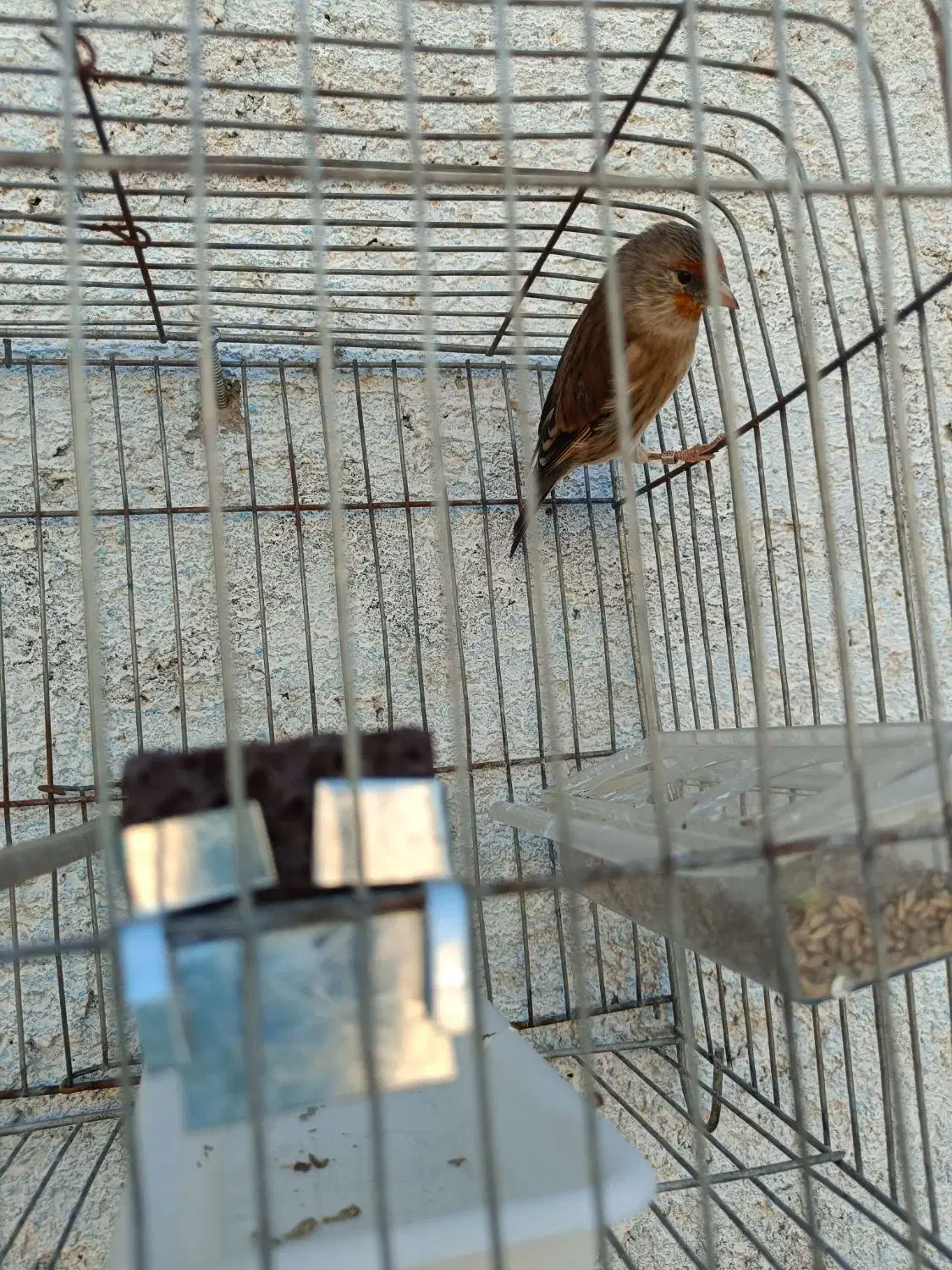 سهره قناری|پرنده|مرودشت, استادیوم‎|دیوار