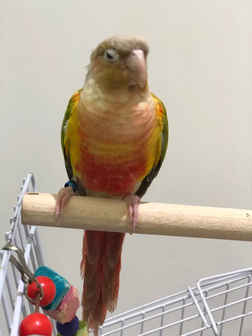 گرینچیک نر اماده دستی سخنگو تست دار|پرنده|مشهد, رضاشهر|دیوار