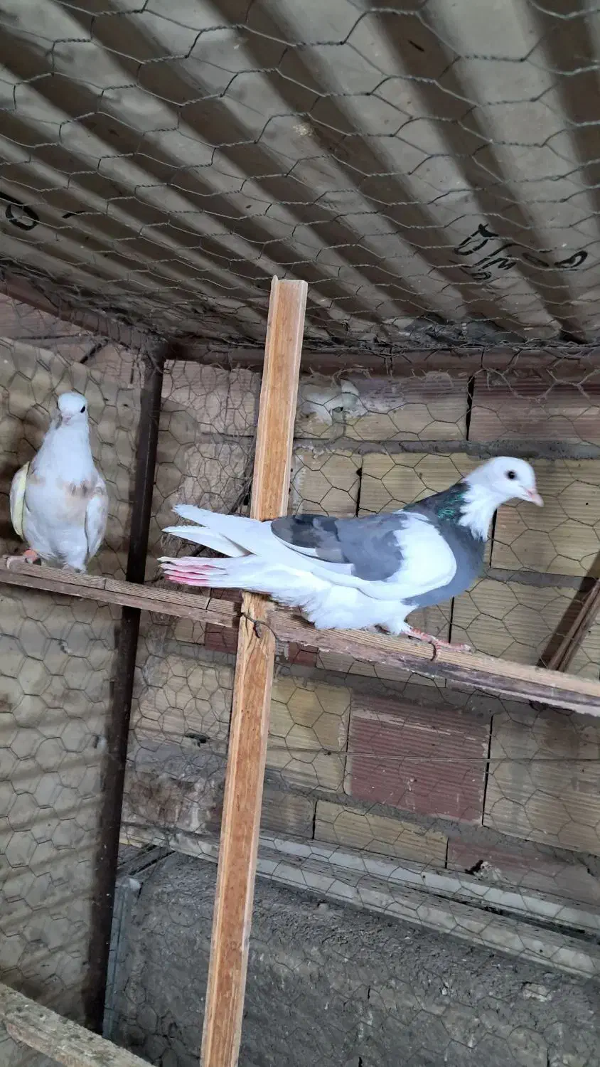 کبوتر یا کفتر جوجه گرفتنی|پرنده|پاکدشت, پاکدشت (مامازند)|دیوار