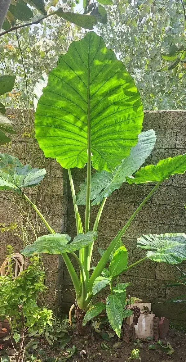 گل بابا آدم در دواندازه متفاوت|گل و گیاه طبیعی|رودبنه, |دیوار