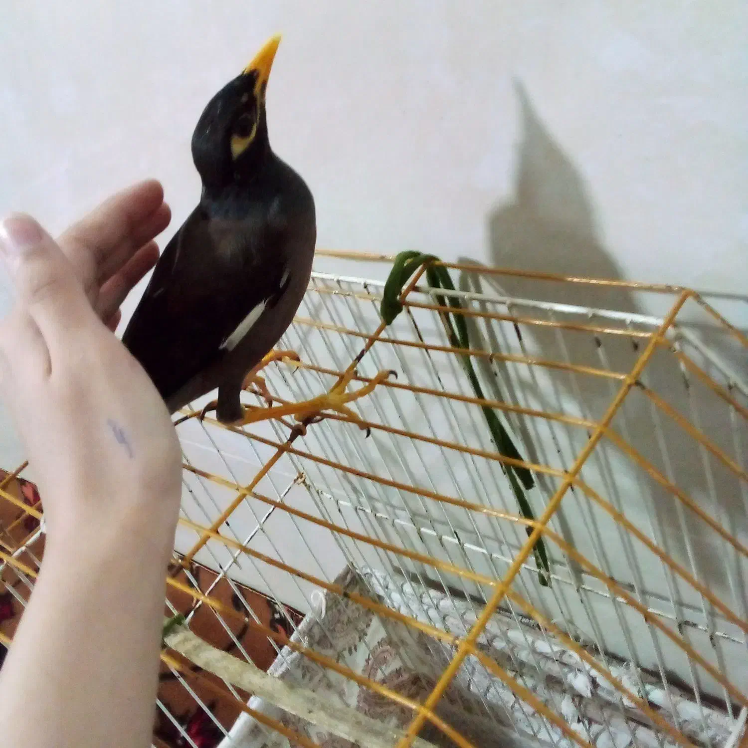 مرغ مینا|پرنده|قدس, شهرقدس|دیوار