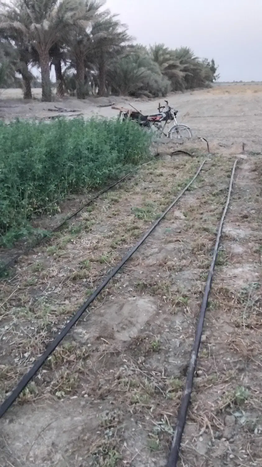 یونجه|خدمات باغبانی و درختکاری|کهنوج, |دیوار