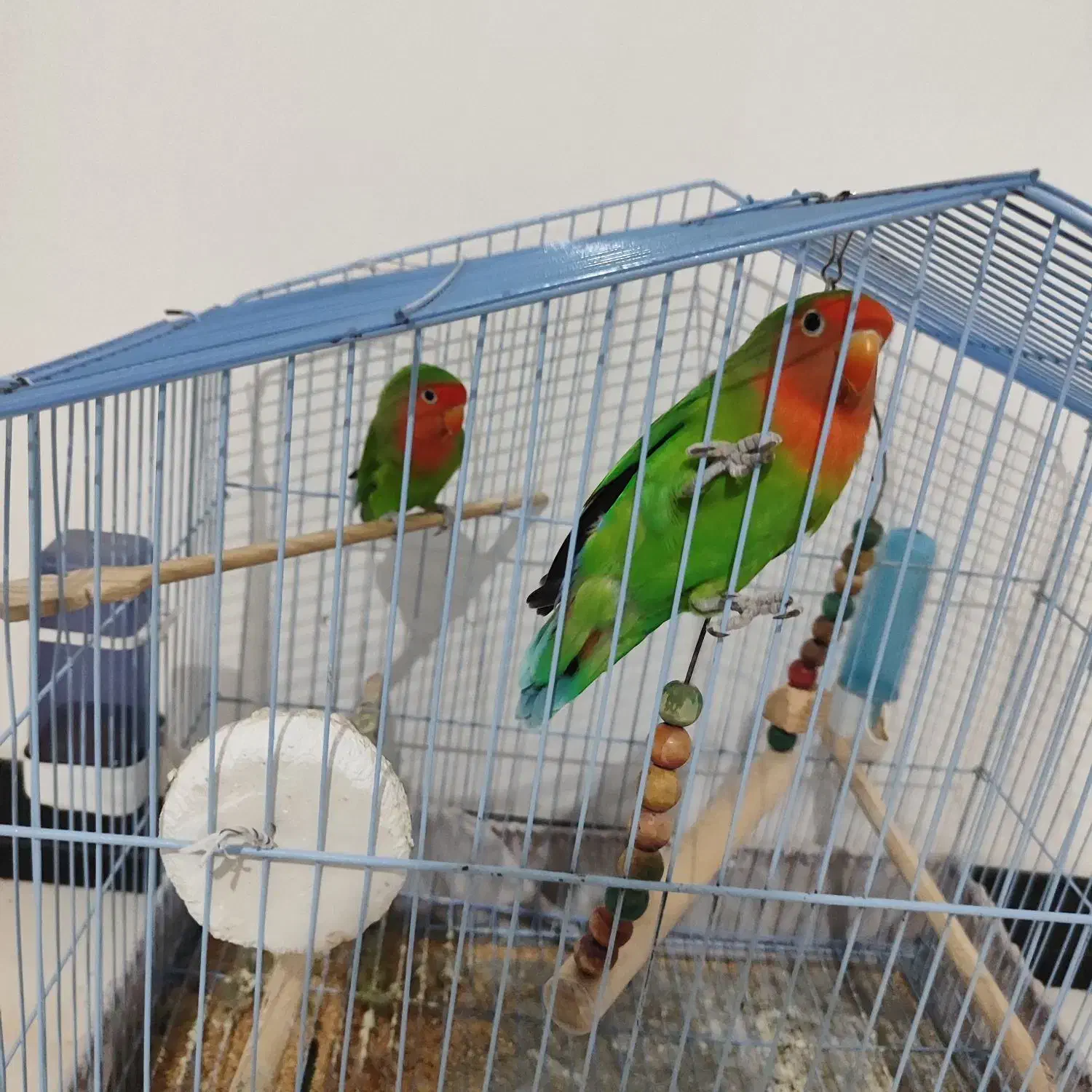 طوطی برزیلی|پرنده|باغستان, |دیوار