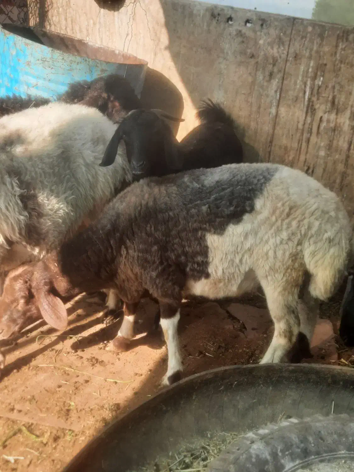 ۲ عدد بره پرواری|حیوانات مزرعه|سمنان, |دیوار