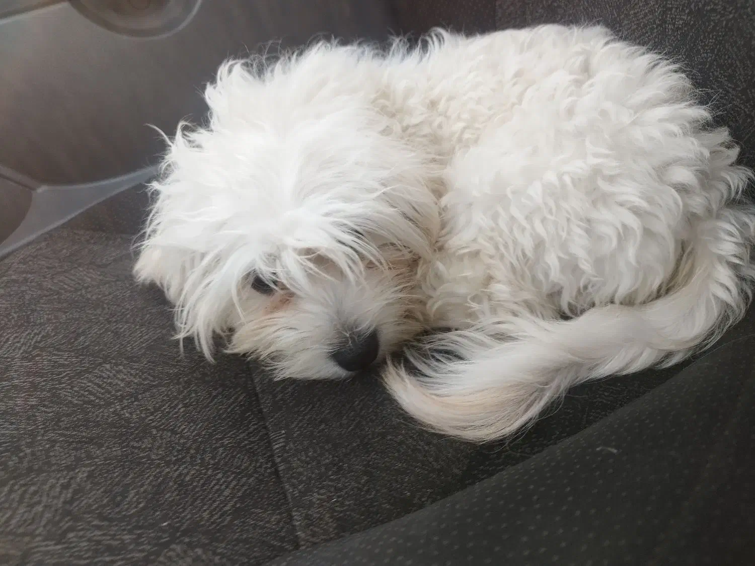 واگذاری سگ شیتزو|سگ|تهران, پرستار|دیوار