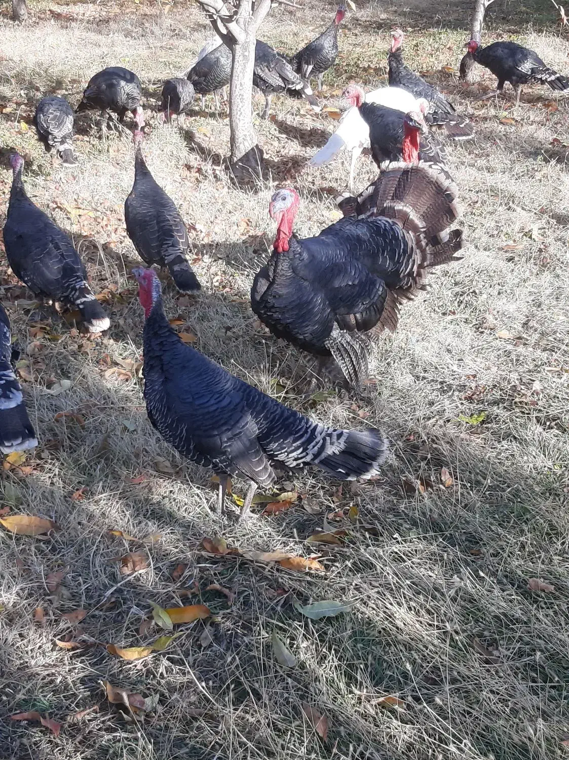 بوقلمون محلی|حیوانات مزرعه|نالوس, |دیوار