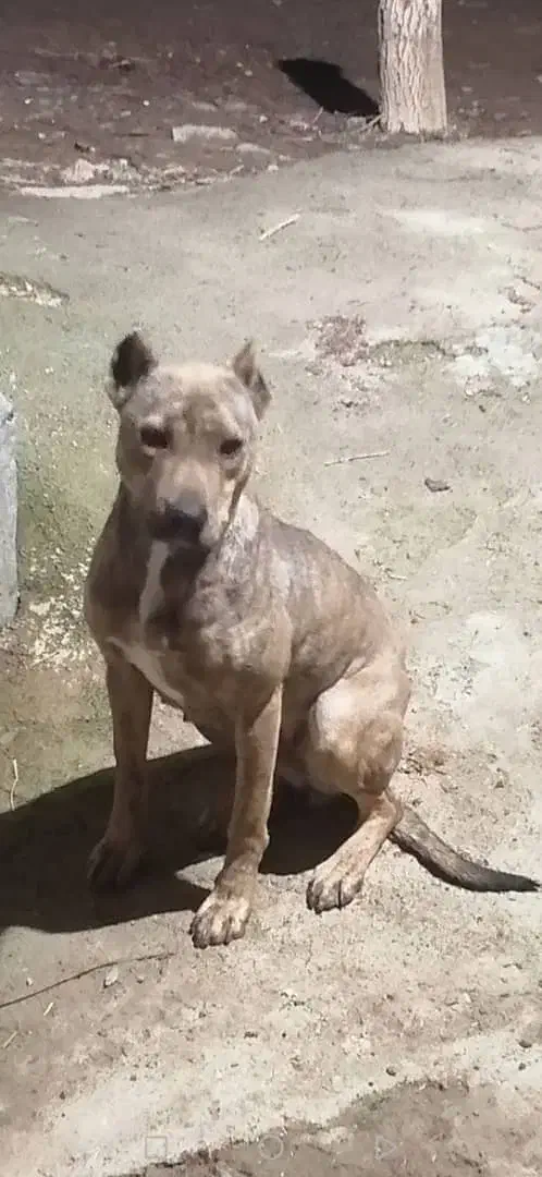 گمشده|سگ|سنندج, |دیوار