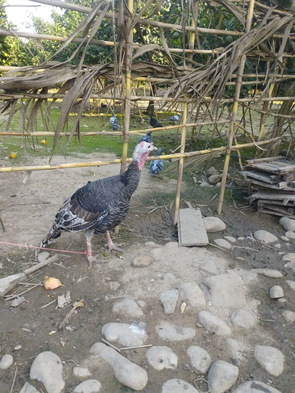 بوقلمون ماده کرچ شو|حیوانات مزرعه|جویبار, |دیوار