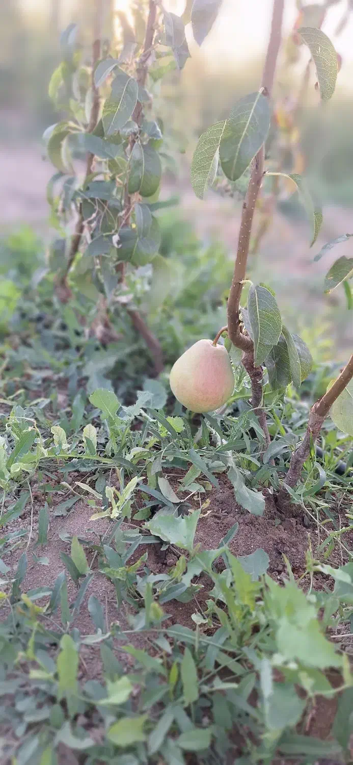 انواع نهال لیبل دار|خدمات باغبانی و درختکاری|اردبیل, |دیوار