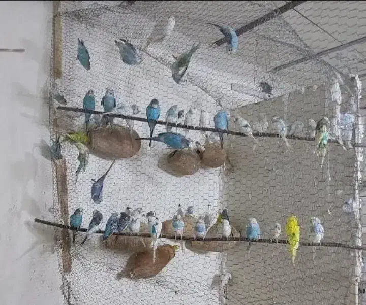 مرغ عشق فروشی و عروس هلندی مولد|پرنده|مشهد, سرافرازان|دیوار