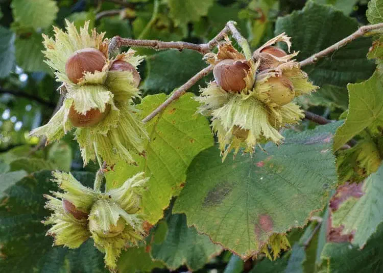 فروش باغ فندق|فروش زمین و ملک کلنگی|رحیمآباد, |دیوار