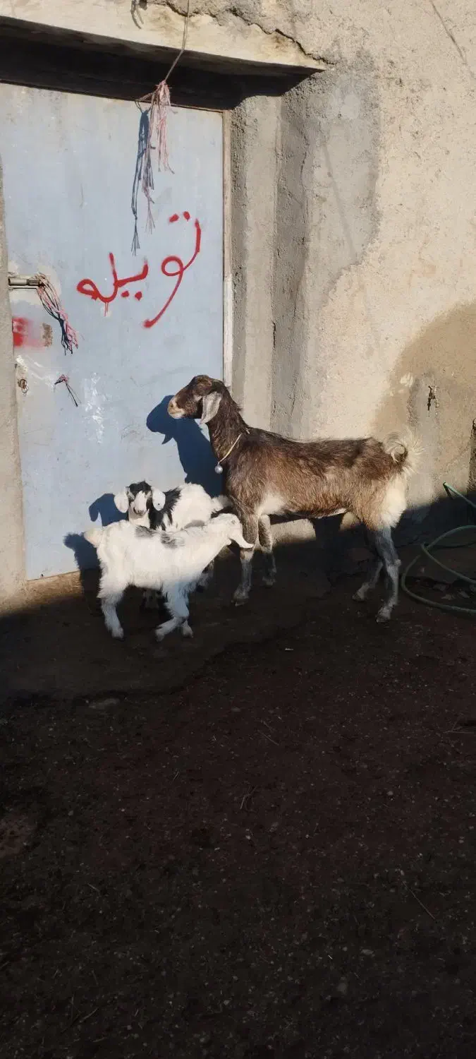 فروش بز با دوتا بزغاله|حیوانات مزرعه|اردبیل, |دیوار