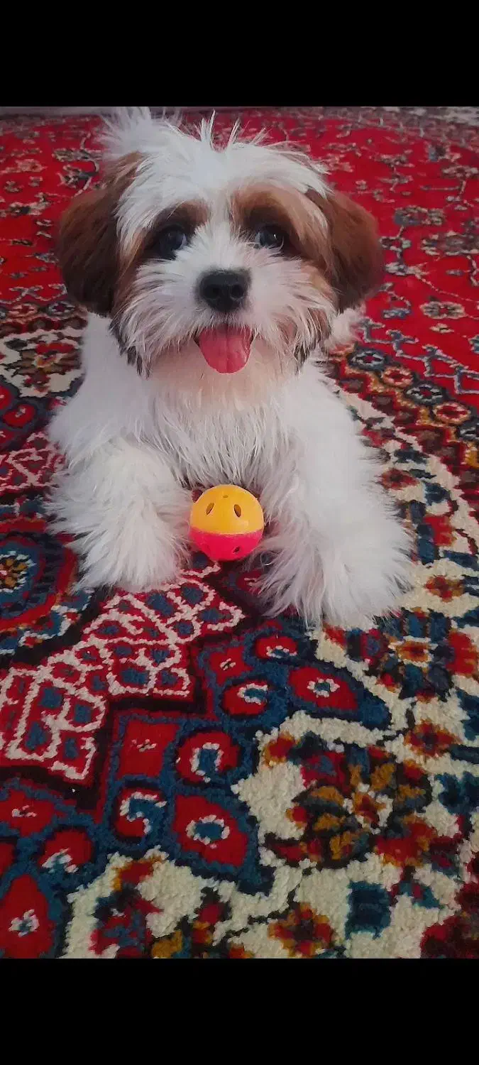 سگ شیتزوسوپرفلت ماده|سگ|ابهر, |دیوار