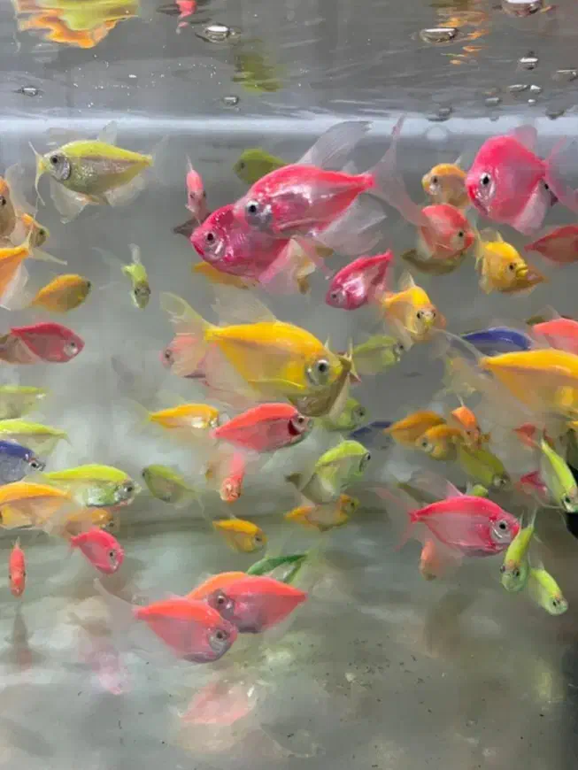 فروش ماهی ولوازم اکواریوم|ماهی|دوگنبدان, |دیوار