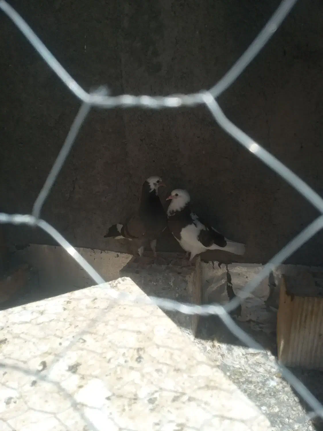 گمشده|حیوانات|شهرکرد, |دیوار