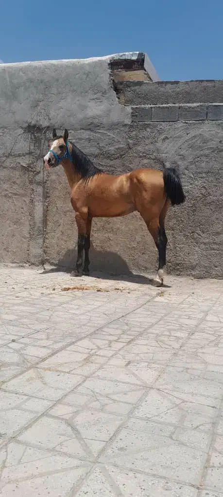 نریان دره شوری کره سالار ۲|اسب و تجهیزات اسبسواری|ورامین, ورامین|دیوار