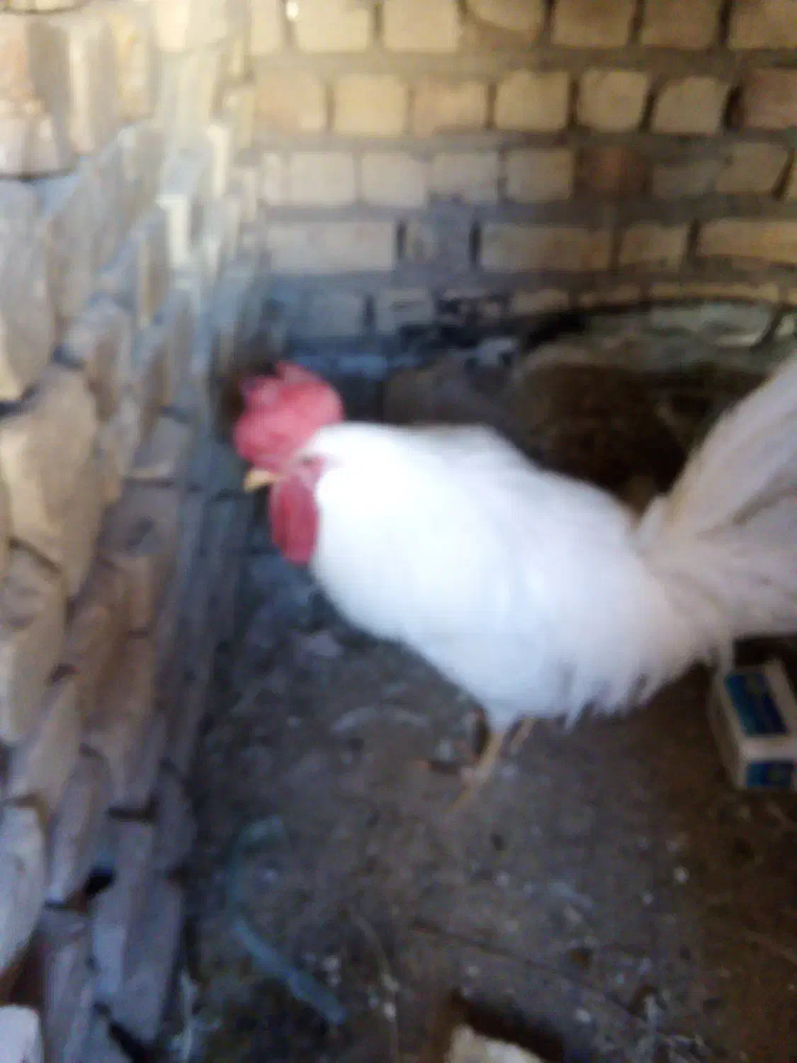 فروش خروس|حیوانات مزرعه|مرودشت, دولت آباد|دیوار