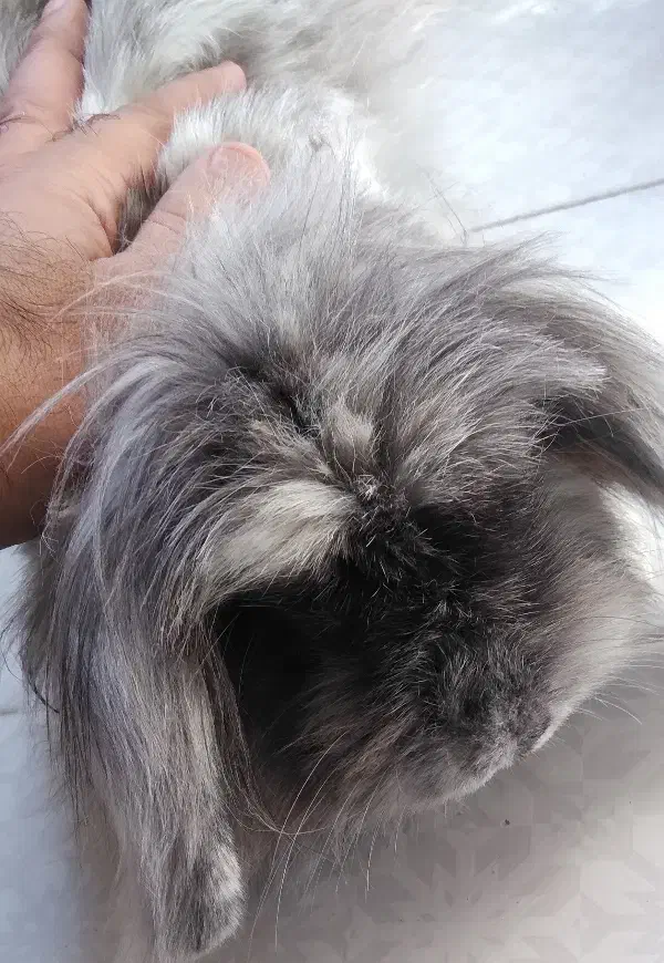 خرگوش|موش و خرگوش|اصفهان, رکن الدوله غربی|دیوار