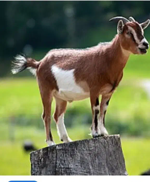 فروش گوسفند زنده کهره و بره ه|حیوانات مزرعه|شیراز, کفترک|دیوار