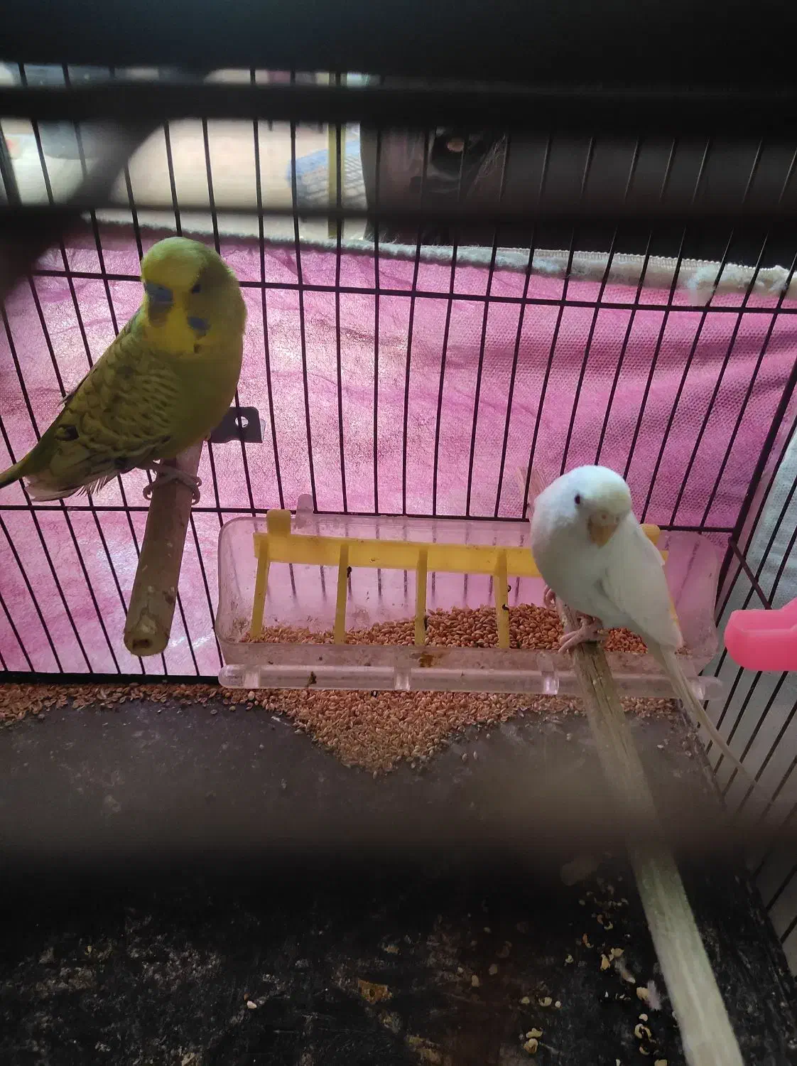 دو عدد مرغ عشق رنگی سر حال وبازیگوش|پرنده|خوی, |دیوار