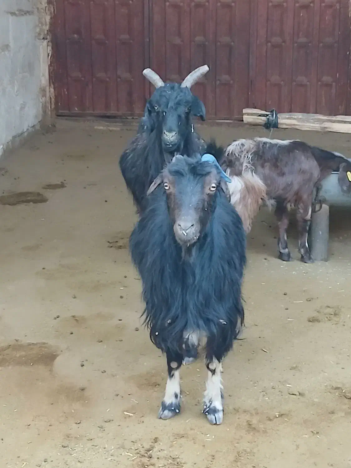 بز آبستن رو مایه|حیوانات مزرعه|مرودشت, مختارآباد|دیوار