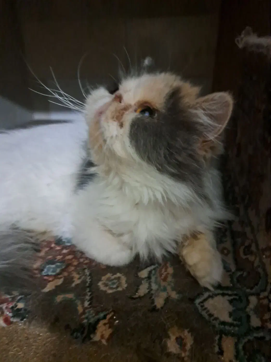 گربه اسکاتیش وبریتیش نر و ماده|گربه|کرج, گوهردشت|دیوار