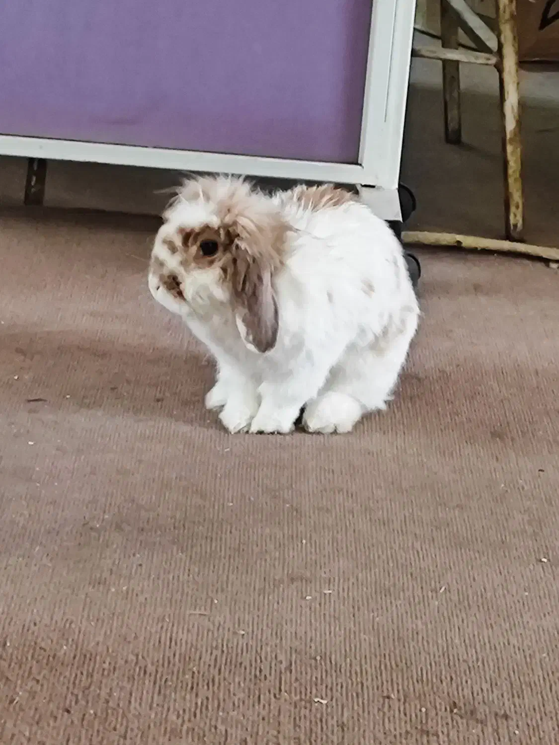 خرگوش لوپ ماده|موش و خرگوش|تهران, جیحون|دیوار