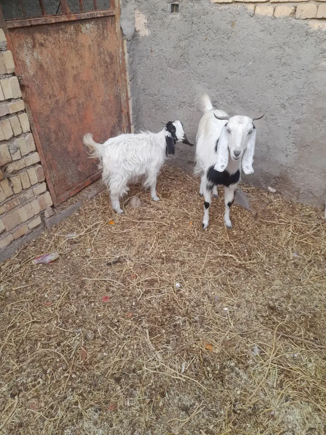 بز جوان آبستن با کره|حیوانات مزرعه|رفسنجان, |دیوار