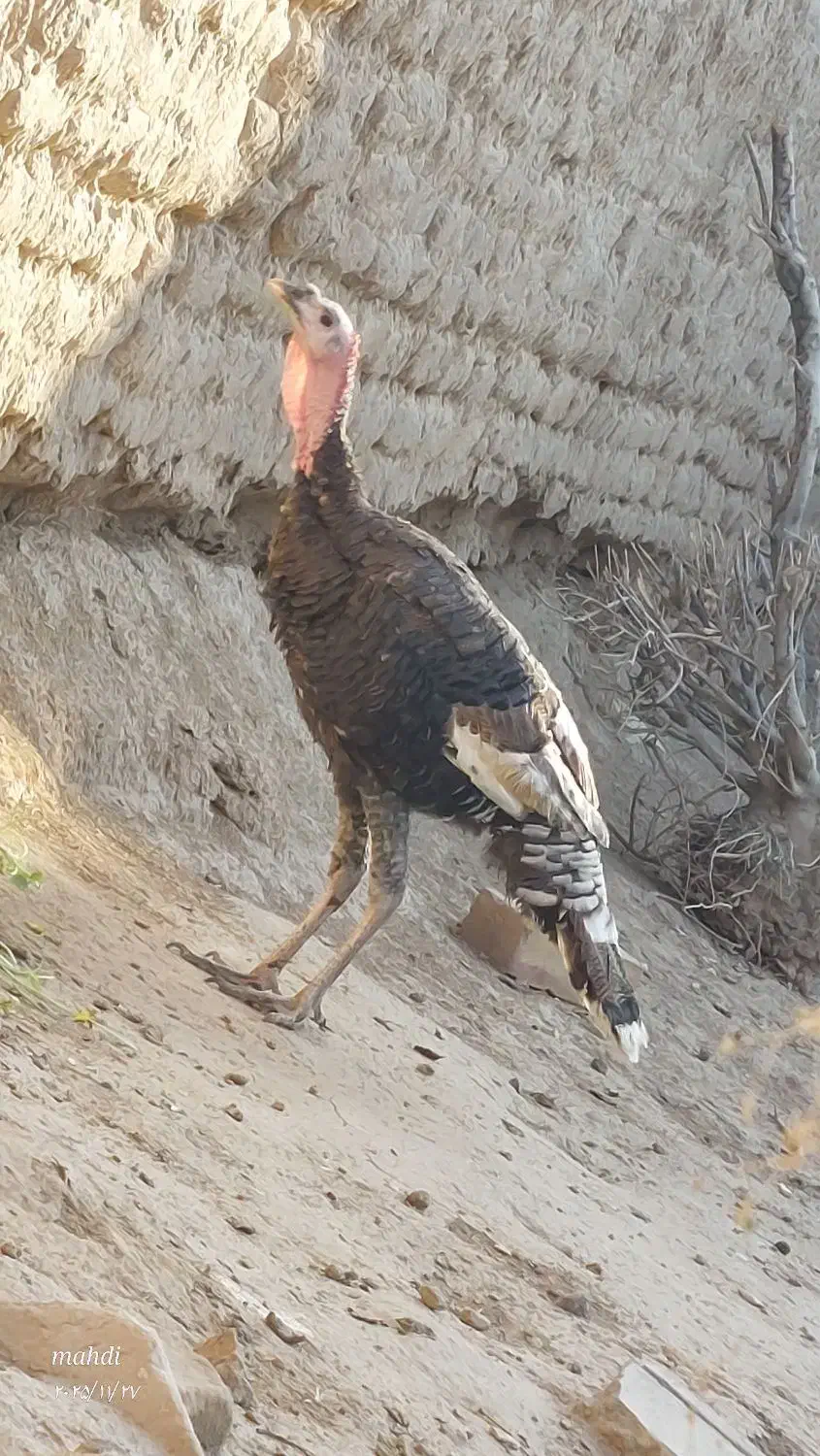 یک بوقلمون|حیوانات مزرعه|آران و بیدگل, |دیوار