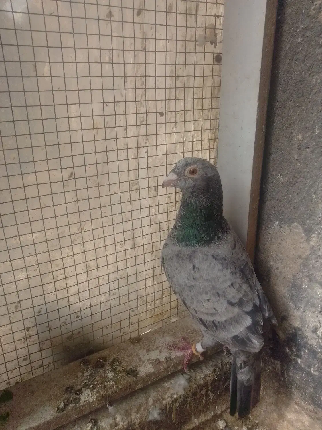 ماده سار|پرنده|مشهد, محمدآباد|دیوار