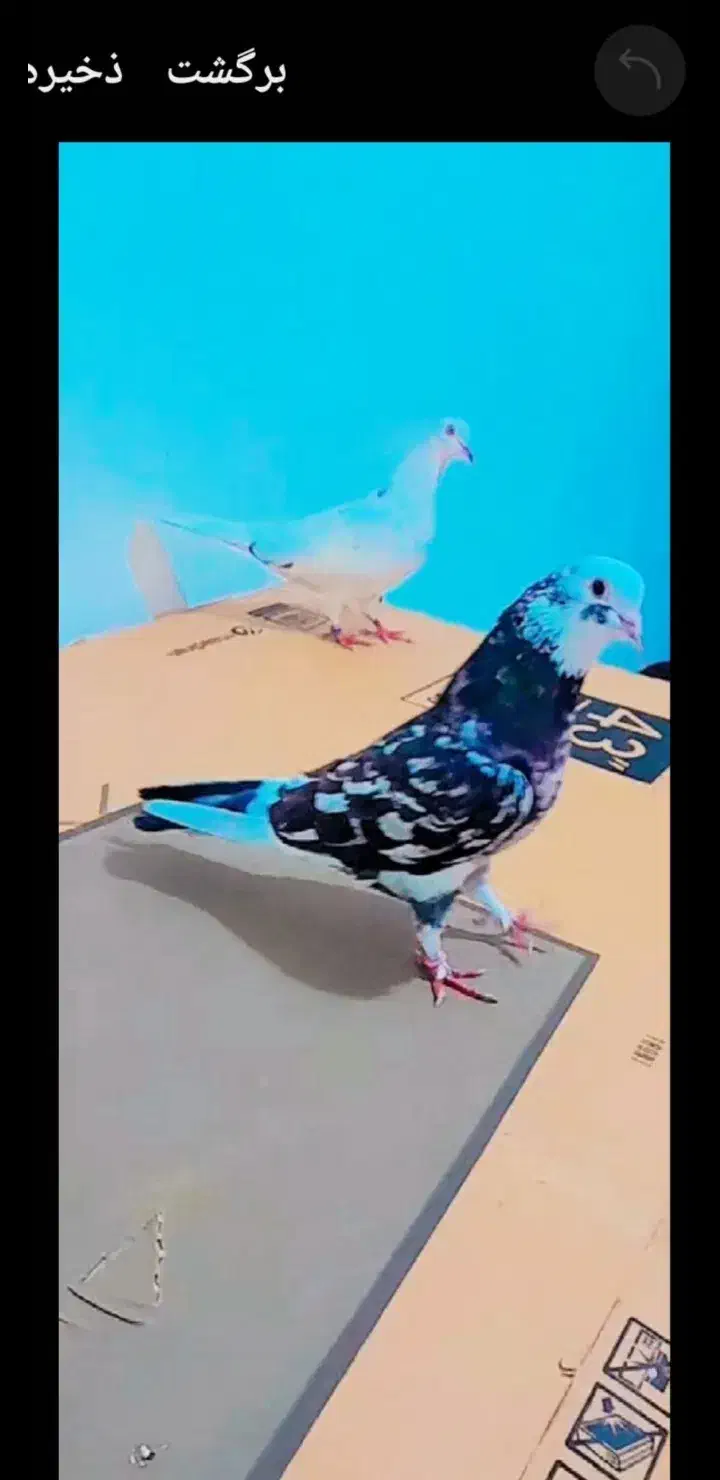 سرور|پرنده|پارس‌آباد, |دیوار