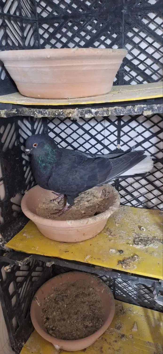 کبوتر ماده|پرنده|کوهدشت, |دیوار