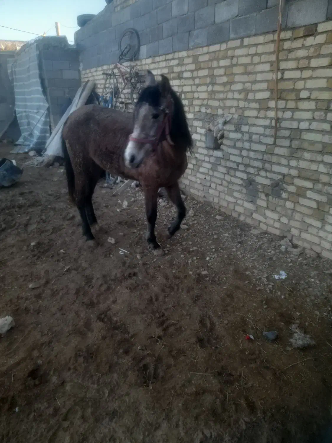 اسب مادیان|اسب و تجهیزات اسبسواری|دوتپه, |دیوار