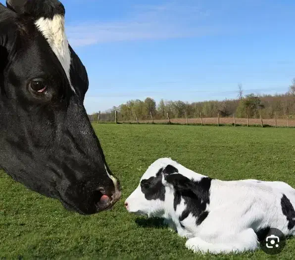 گاو و گوساله|حیوانات مزرعه|ماهان, |دیوار