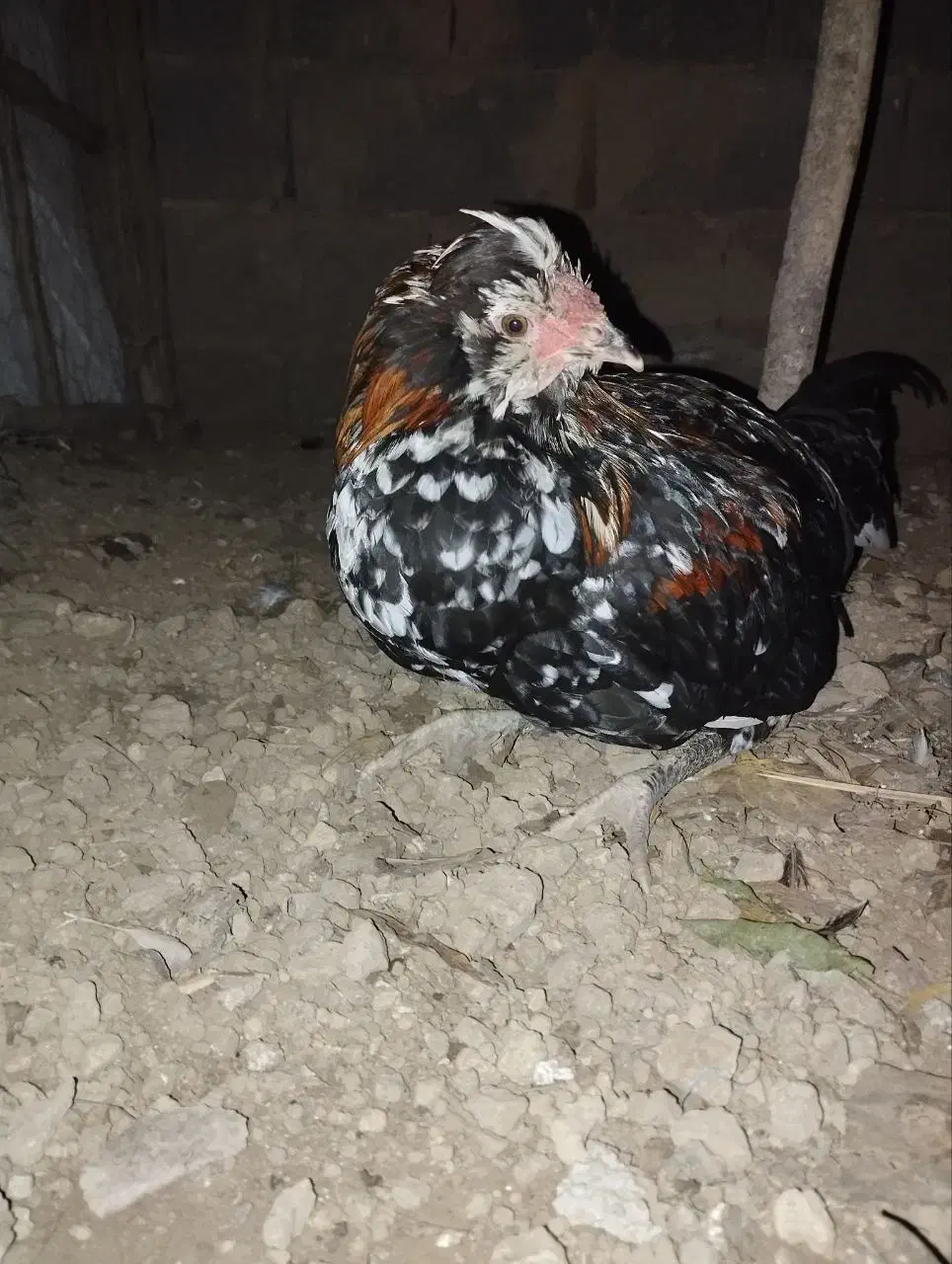 گلین اصل ریش کاکول دار|حیوانات مزرعه|خان ببین, |دیوار