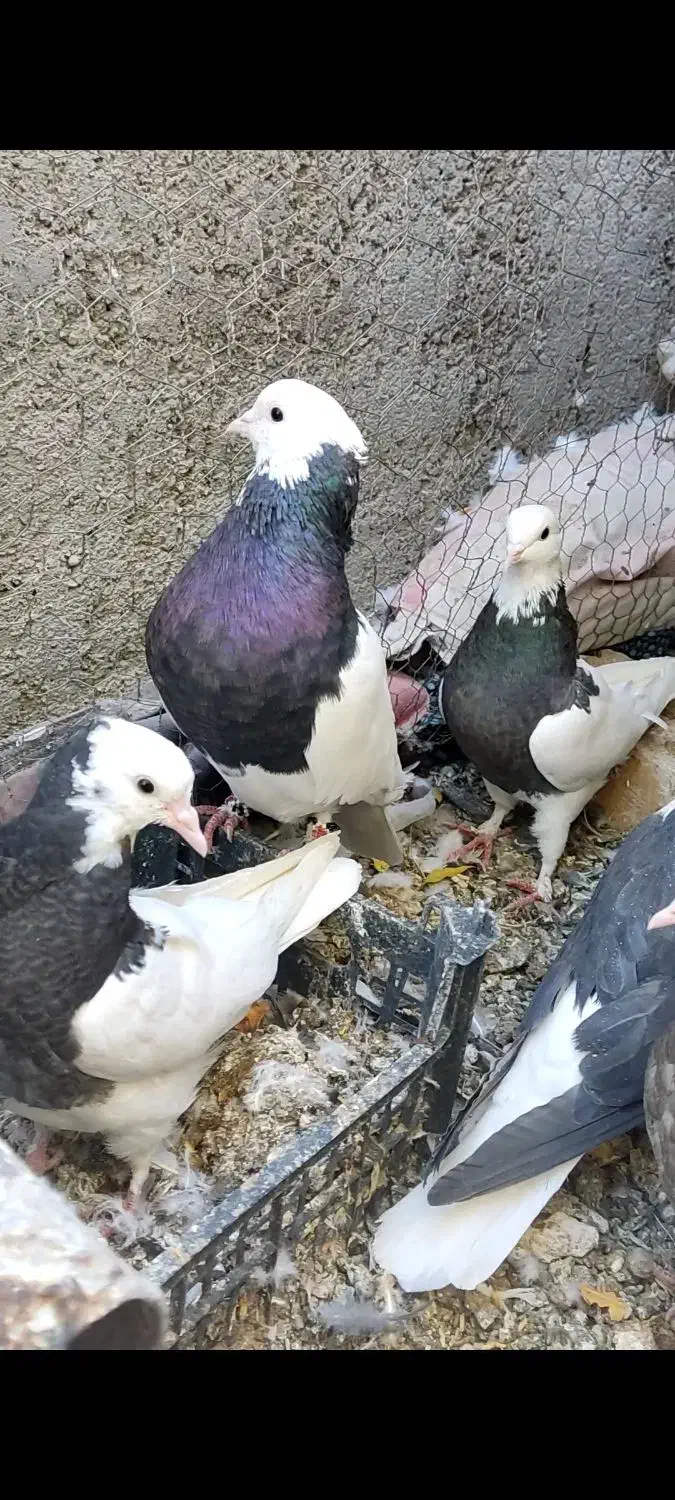 کبوتر|پرنده|آیسک, |دیوار