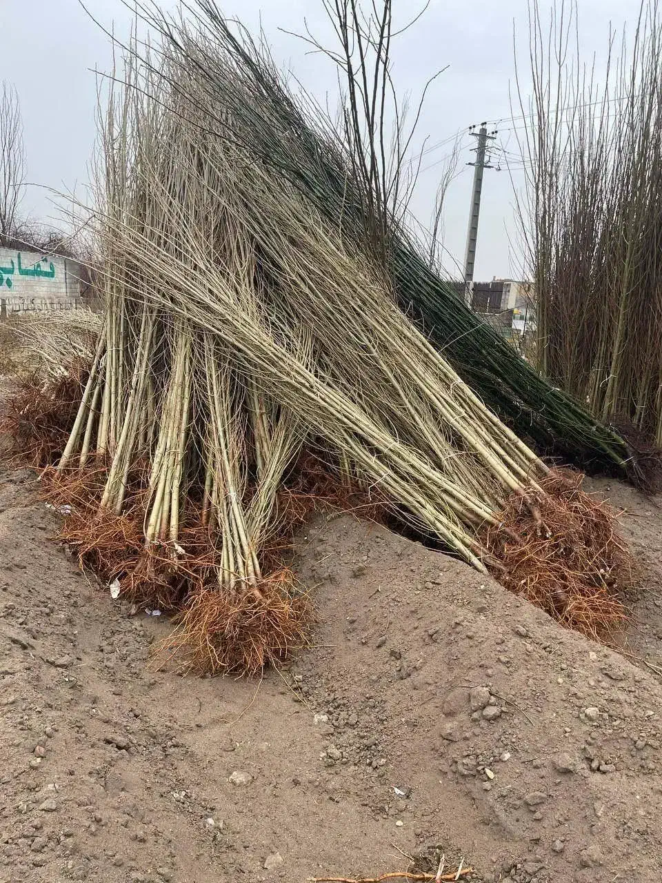 نهال صنوبر نهالی با درآمد میلیاردی|خدمات باغبانی و درختکاری|مشگین شهر, |دیوار