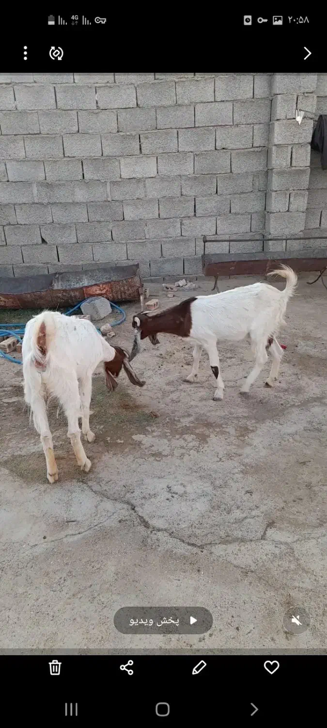 ۶ تا بز و یک کهره چبش|حیوانات مزرعه|داراب, |دیوار