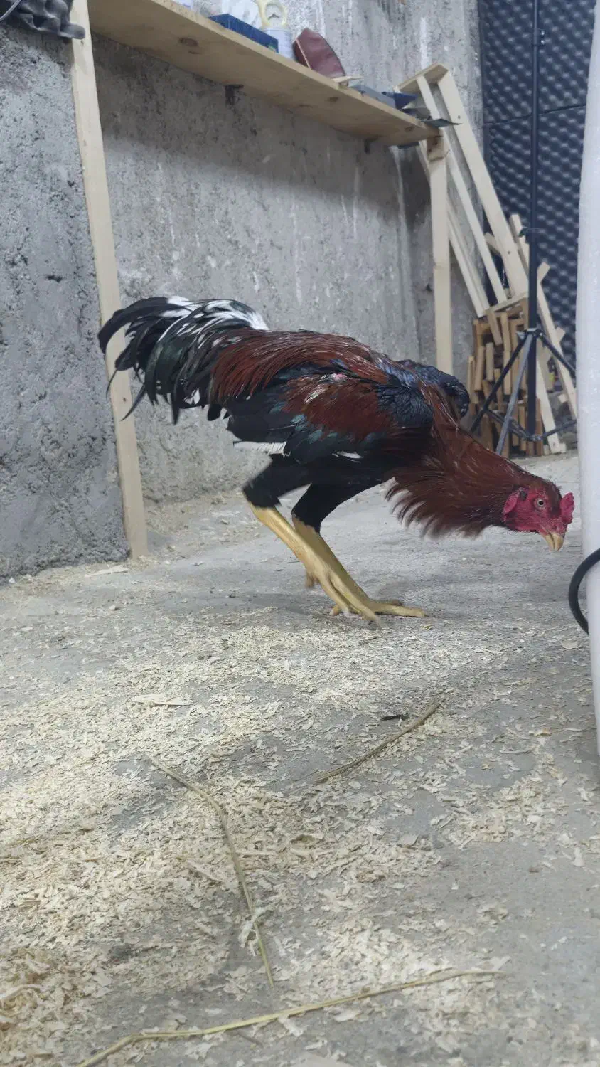 خروس لاری|حیوانات مزرعه|رشت, احمد گوراب|دیوار