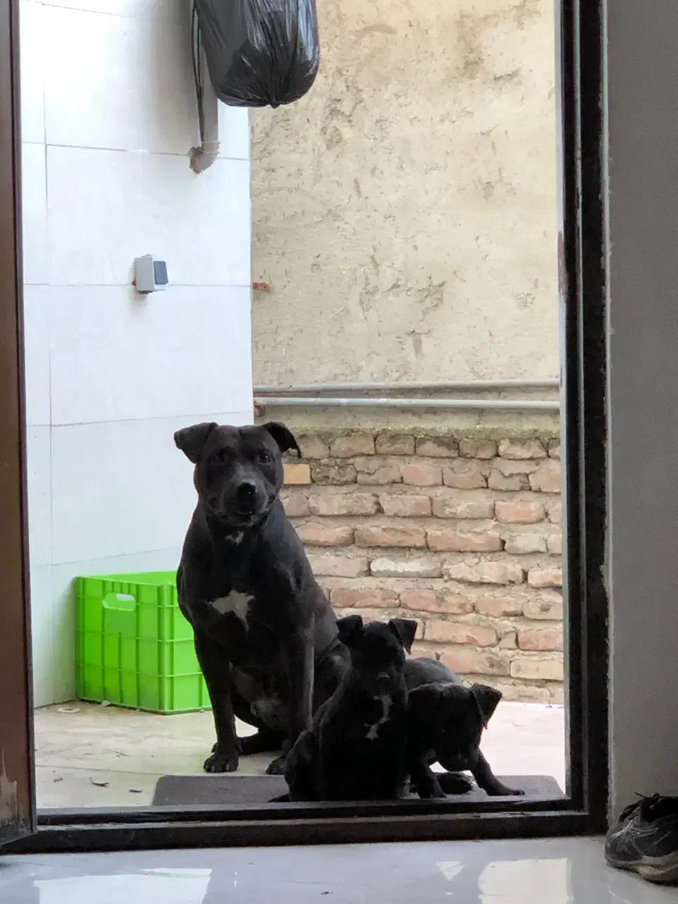 واگذاری توله پیتبول|سگ|قائمشهر, |دیوار