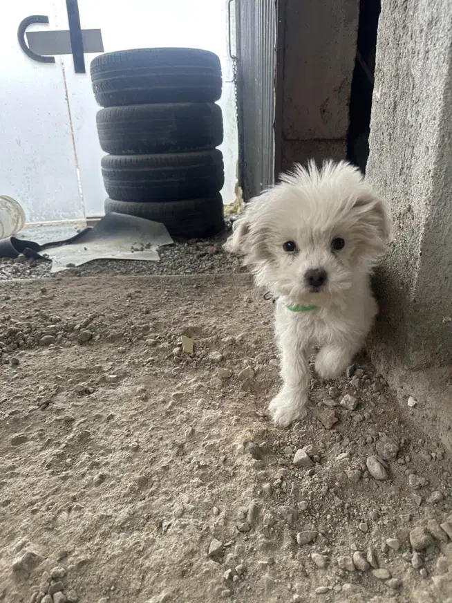 سگ پا کوتاه|سگ|اردبیل, |دیوار