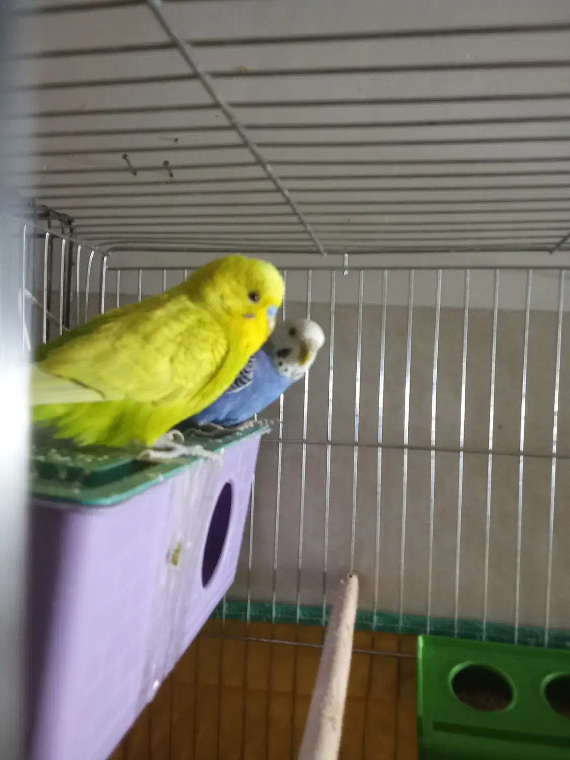 دوجفت مرغ عشق مولد معاوضه بافنچ|پرنده|یزد, |دیوار