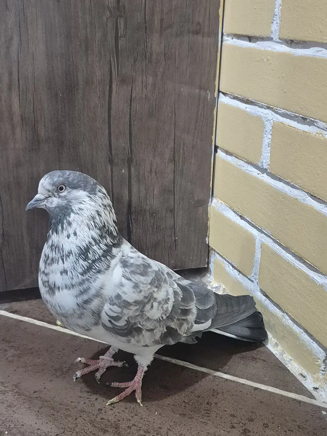 کبوتر|پرنده|سیرجان, |دیوار