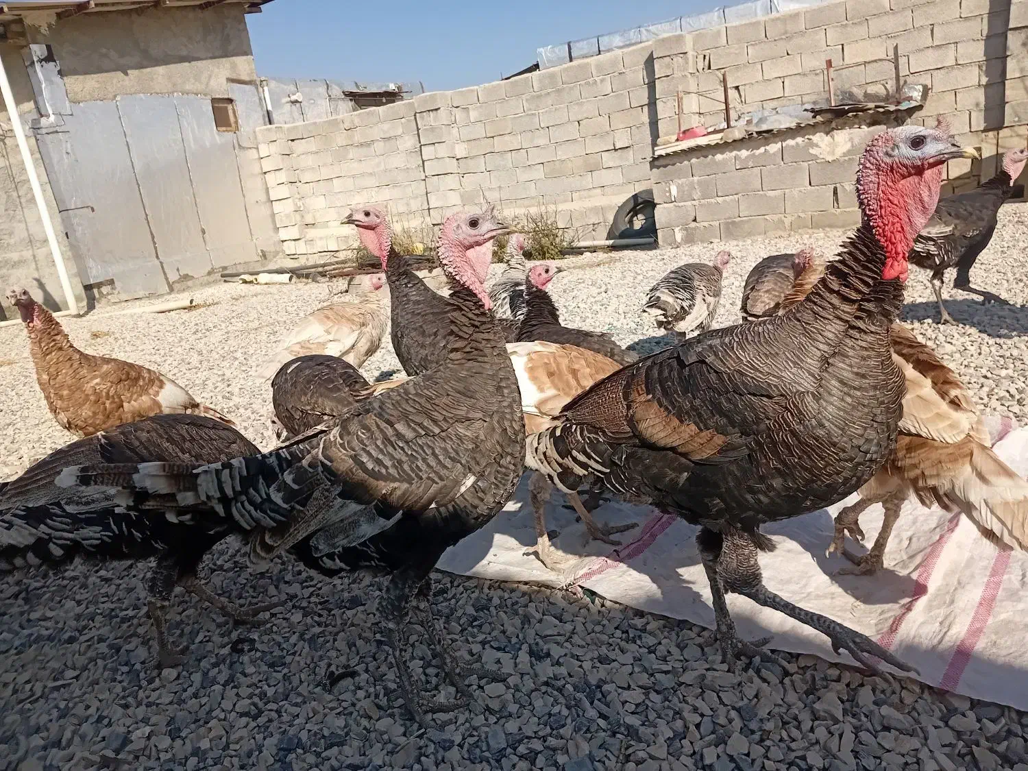 بوقلمون|حیوانات مزرعه|کوزران, |دیوار