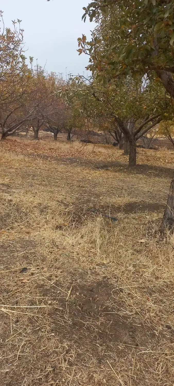 امتیاز زمین بهزیستی|فروش زمین و ملک کلنگی|کلیائی, |دیوار