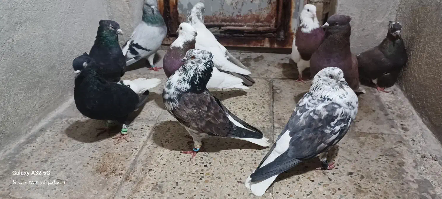 دمسفید تیپی زرنگ|پرنده|ایلام, |دیوار