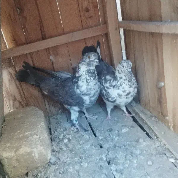 کبوتر سوسکی|پرنده|اصفهان, جلالیه|دیوار