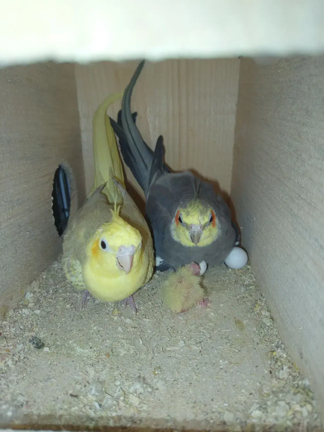 عروس هلندی نر سینامون|پرنده|بندر گناوه, |دیوار